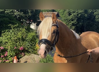 German Riding Pony, Stallion, 3 years, 14,1 hh, Palomino
