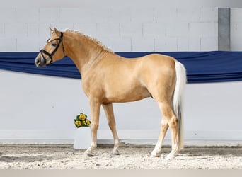 German Riding Pony, Stallion, 3 years, 14,1 hh, Palomino