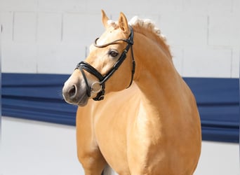 German Riding Pony, Stallion, 3 years, 14,1 hh, Palomino