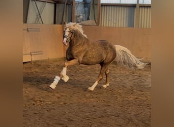 German Riding Pony, Stallion, 3 years, 14,1 hh, Palomino