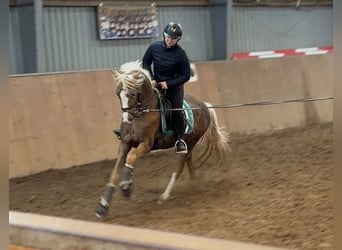 German Riding Pony, Stallion, 3 years, 14,1 hh, Palomino