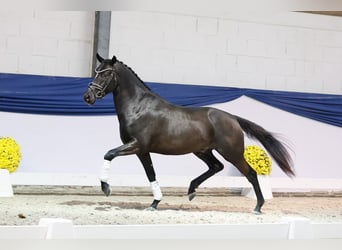 German Riding Pony, Stallion, 3 years, 14,2 hh, Black