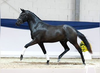 German Riding Pony, Stallion, 3 years, 14,2 hh, Black