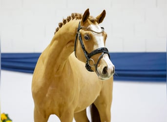 German Riding Pony, Stallion, 3 years, 14,2 hh, Chestnut-Red