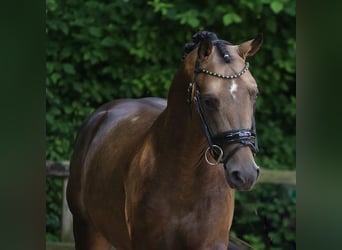 German Riding Pony, Stallion, 3 years, 14,3 hh, Buckskin