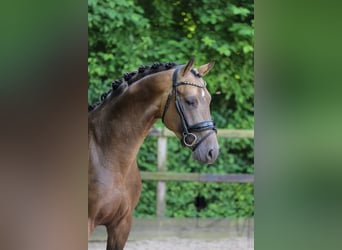 German Riding Pony, Stallion, 3 years, 14,3 hh, Buckskin
