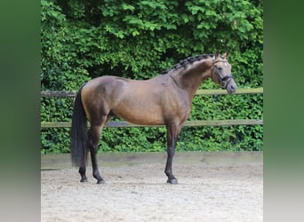 German Riding Pony, Stallion, 3 years, 14,3 hh, Buckskin