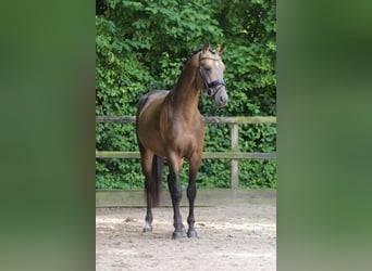 German Riding Pony, Stallion, 3 years, 14,3 hh, Buckskin