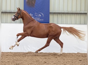 German Riding Pony, Stallion, 3 years, 14,3 hh, Chestnut-Red
