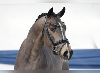 German Riding Pony, Stallion, 3 years, 14,3 hh, Dun