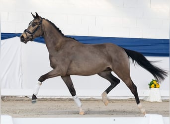 German Riding Pony, Stallion, 3 years, 14,3 hh, Dun