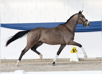 German Riding Pony, Stallion, 3 years, 14,3 hh, Dun