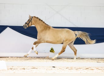 German Riding Pony, Stallion, 3 years, 15.1 hh, Chestnut-Red