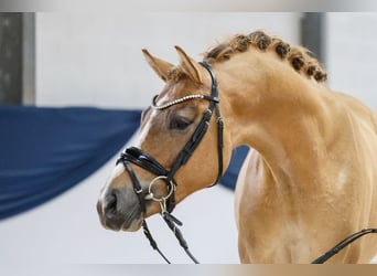 German Riding Pony, Stallion, 3 years, 15.1 hh, Chestnut-Red