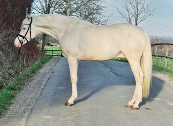 German Riding Pony, Stallion, 3 years, 15.1 hh, Cremello