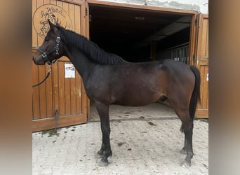 German Riding Pony, Stallion, 3 years, 15 hh, Bay-Dark