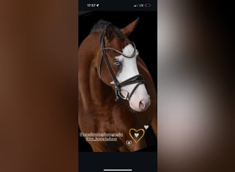 German Riding Pony, Stallion, 3 years, 15,1 hh, Brown
