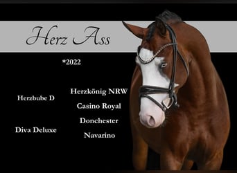 German Riding Pony, Stallion, 3 years, 15,1 hh, Brown