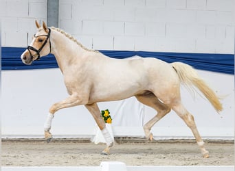 German Riding Pony, Stallion, 3 years, 15,2 hh, Palomino