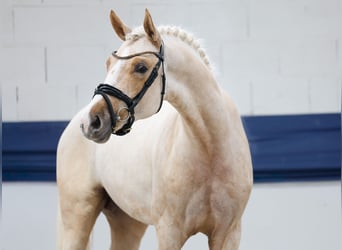 German Riding Pony, Stallion, 3 years, 15,2 hh, Palomino