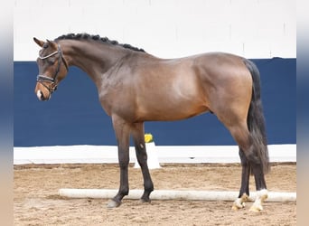 German Riding Pony, Stallion, 3 years, Brown