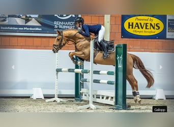 German Riding Pony, Stallion, 3 years, Chestnut-Red