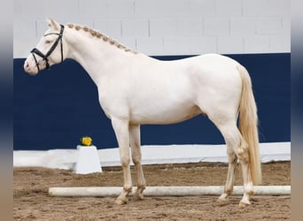 German Riding Pony, Stallion, 3 years, Cremello