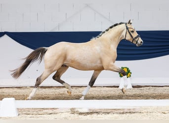 German Riding Pony, Stallion, 3 years, Dun