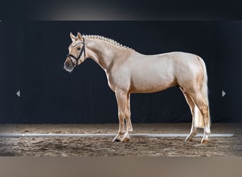 German Riding Pony, Stallion, 3 years, Palomino