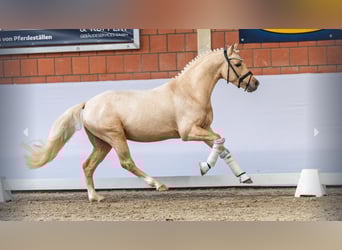 German Riding Pony, Stallion, 3 years, Palomino