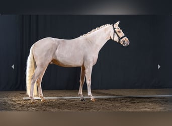 German Riding Pony, Stallion, 3 years, Palomino