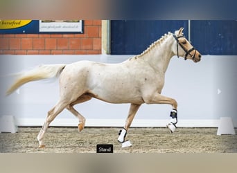 German Riding Pony, Stallion, 3 years, Palomino