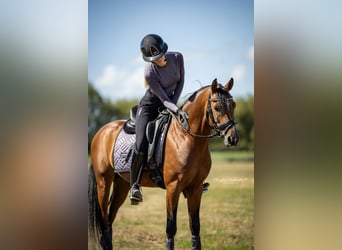 German Riding Pony, Stallion, 4 years, 14.1 hh, Bay-Dark