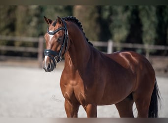 German Riding Pony, Stallion, 4 years, 14.1 hh, Bay-Dark