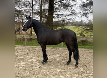 German Riding Pony, Stallion, 4 years, 14,1 hh, Black