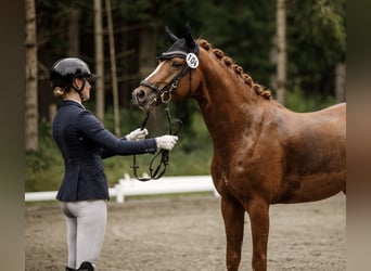 German Riding Pony, Stallion, 4 years, 14,1 hh, Chestnut