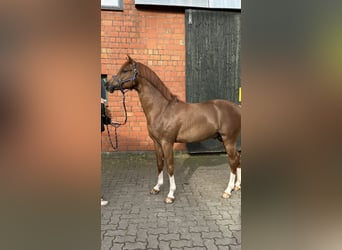 German Riding Pony, Stallion, 4 years, 14,1 hh, Chestnut