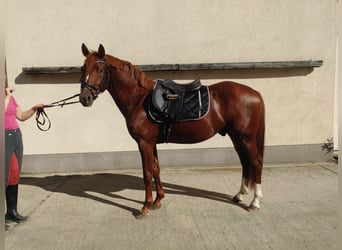 German Riding Pony, Stallion, 4 years, 14.1 hh, Chestnut-Red