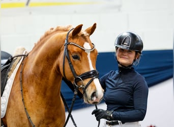 German Riding Pony, Stallion, 4 years, 14,1 hh, Chestnut-Red