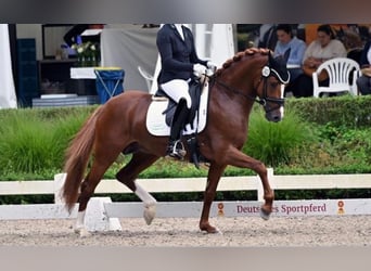 German Riding Pony, Stallion, 4 years, 14.1 hh, Chestnut-Red