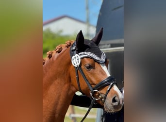 German Riding Pony, Stallion, 4 years, 14.1 hh, Chestnut-Red