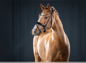 German Riding Pony, Stallion, 4 years, 14.1 hh, Chestnut-Red