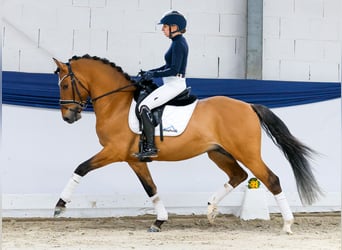 German Riding Pony, Stallion, 4 years, 14.1 hh, Dun