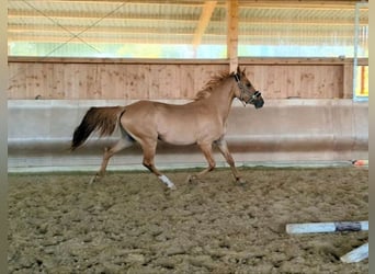 German Riding Pony, Stallion, 4 years, 14,1 hh, Dunalino