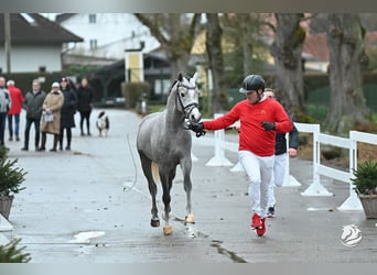 German Riding Pony, Stallion, 4 years, 14.1 hh, Gray-Dapple