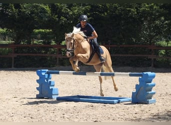 German Riding Pony, Stallion, 4 years, 14.1 hh, Palomino