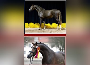 German Riding Pony, Stallion, 4 years, 14.2 hh, Chestnut