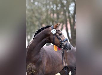 German Riding Pony, Stallion, 4 years, 14.2 hh, Chestnut