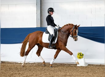 German Riding Pony, Stallion, 4 years, 14,2 hh, Chestnut-Red