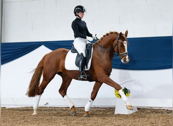 German Riding Pony, Stallion, 4 years, 14,2 hh, Chestnut-Red